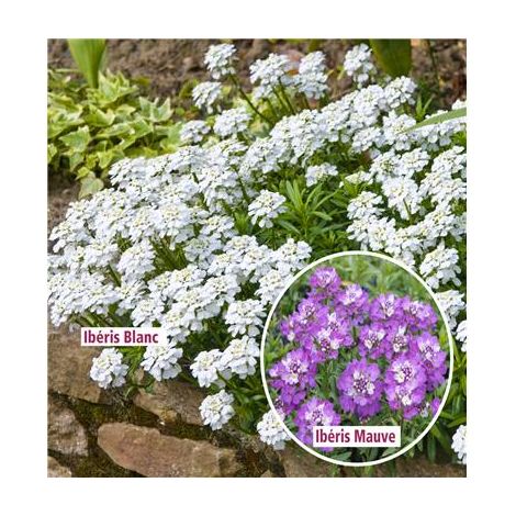 OFFRE IBERIS PLANTE VIVACE - 6 GODETS - plante vivace