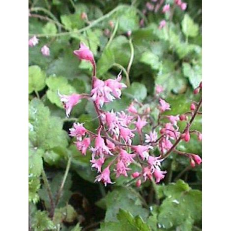 Heucherella alba 'Bridget Bloom' Godet de 8/9 cm (1/4)