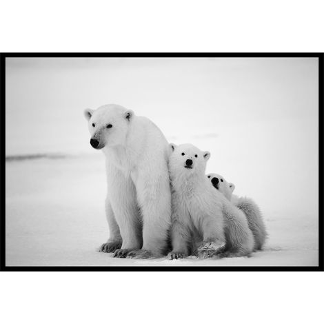 Affiche encadrée ours polaires en noir et blanc (1/5)