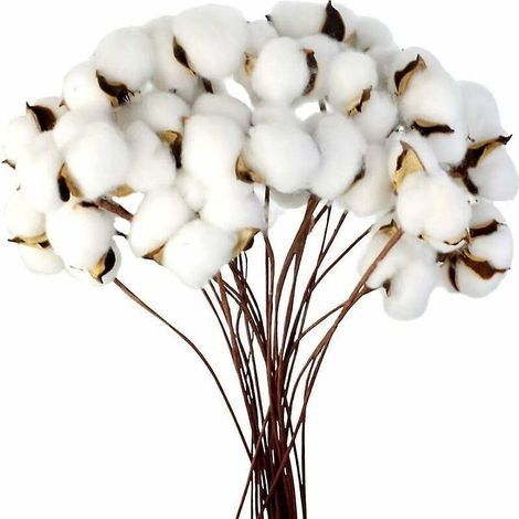 (20 Pcs) Branches De Coton Tiges Naturelles Fleurs Sches Branches De Coton Plantes De Coton Fleurs Sches Artificielles