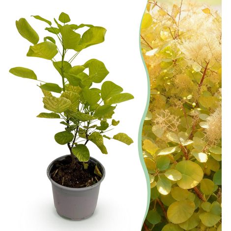 Cotinus coggyria Golden Spirit - Arbre à perruque à feuillage jaune - Pot 12 cm - Hauteur 35 cm - PANGIVO (1/5)