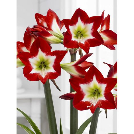 Amaryllis 'Tres Chic' Bulbe calibre 24/26 (1/2)