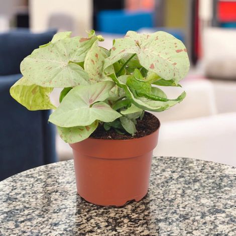 Gardenaria Syngonium 'Milk confetti' - Pianta da interno ornamentale - Altezza: 25 cm (vaso 12) (1/5)