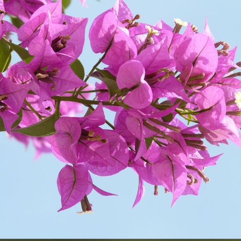 Bougainvillier Alexandra/Pot de 3L (1/3)