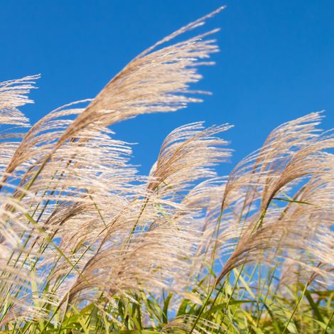 Roseau de Chine Silberfeder' - Miscanthus sinensis Silberfeder' pot 3L (1/2)