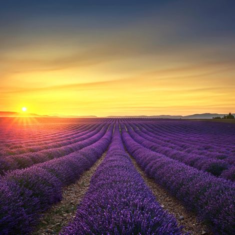Tableau sur toile plateau de Valensole 30x30 cm - Impression sur Toile Murale Décorative - Image imprimée en HD sur Toile - Toile sur Châssis en Bois FSC - Fabriqué en France