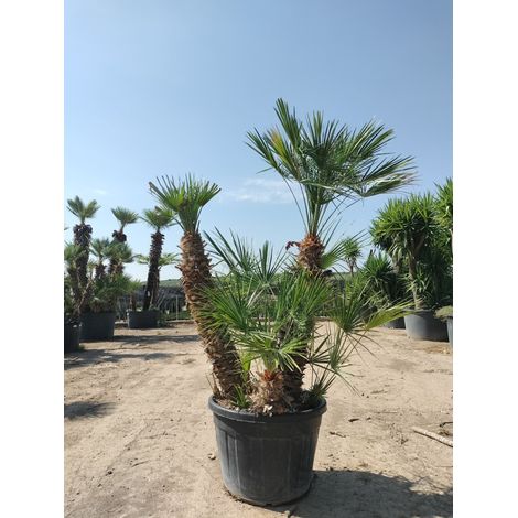 Palmier Nain Chamaerops Humilis Pot 70 cm Tronc 90/110 cm Persistant
