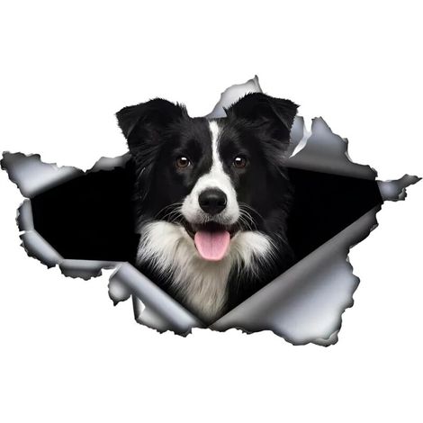 Bardusch Autocollant de voiture 25 cm (9,8 pouces) Autocollant Border Collie drôle Border Collie Autocollant de voiture Animal de compagnie Chien Autocollant étanche 3D Déchiré Métal Autocollants (1/4)