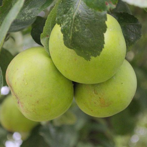 Pommier Calville Blanc/Pot de 10L (1/5)