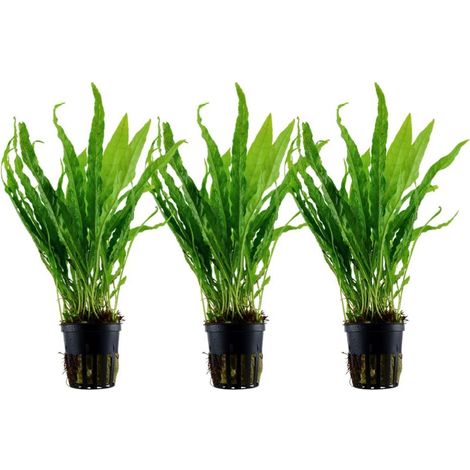 Aquarium Pflanze 3 Stück Microsorum pteropus Wasserpflanze Tropica Topf Nr.308 Set