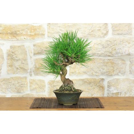 Bonsai di Pino Nero Thunbergii (92) (1/5)
