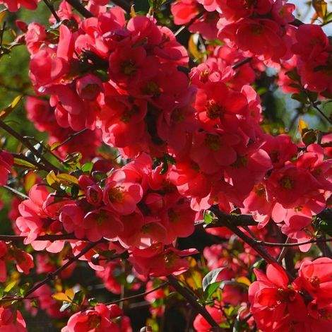 Cognassier du Japon Rubra Grandiflora, Chaenomeles/Pot de 7,5L - 80/100 cm