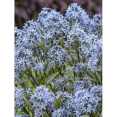 Étoile bleue 'Storm Cloud' Godet de 8/9 cm (1/5)