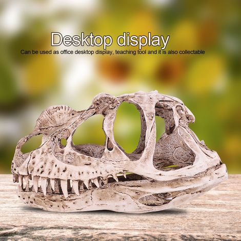 Reproduction crâne dinosaure en résine - Squelette animal réaliste - Déco maison bureau - Artisanat support pédagogique (1/5)