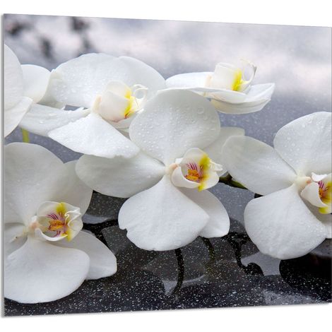 PANNELLO IN VETRO PER CUCINA 65x60 Orchidea (1/5)