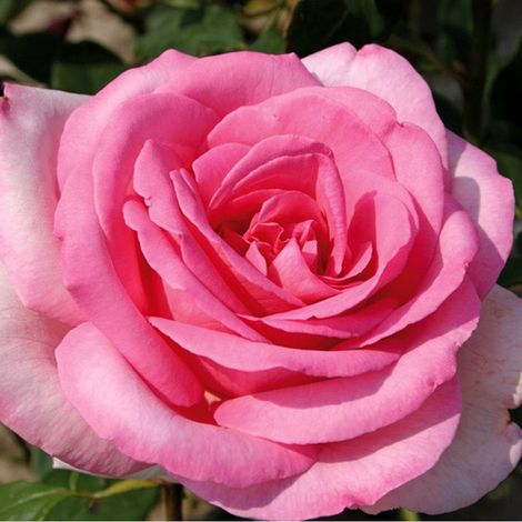 2 x Rosa - Kordes Eleganza® rosier - Rosa 'Sweet Parole'®