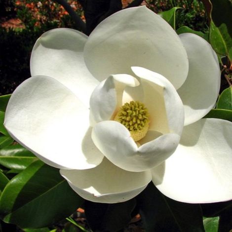 Pépinières Naudet – Magnolia grandiflora 'Galissoniensis' – Arbre persistant – Fleurs blanches parfumées en été – Hauteur à maturité : plus de 5m
