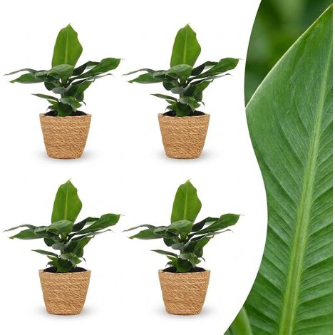 Bananier Nain Musa d'Intérieur avec Panier en Jonc de Mer - Lot de 4 Plantes - Pot 12 cm H 30 cm (1/5)