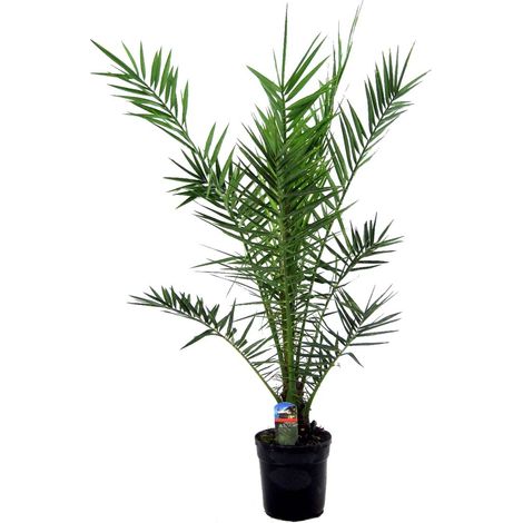 Bloomique - Phoenix canariensis - Palmier dattier des Canaries - Palmier rustique - Plante de jardin - Hauteur 100-120 cm - Pot 21 cm