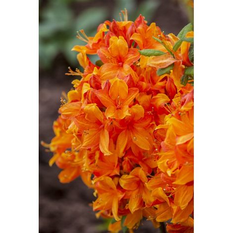 Sommergrüne Azalee 'Klondyke' Rhododendron lut.'Klondyke' C 5 40-  50