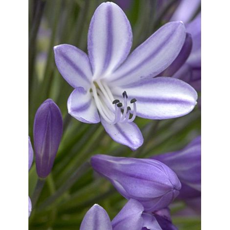 Agapanthe 'Megan's Mauve' Pot de 2L/3L (1/2)