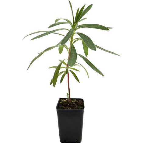 Euphorbia characias - euforbia cespugliosa - vaso quadro 7x7x10 cm (1/2)