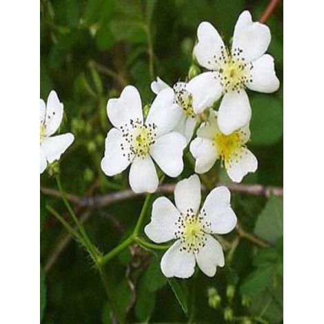 Rosier botanique grimpant - Rosa multiflora Pot de 3L/4L (1/2)