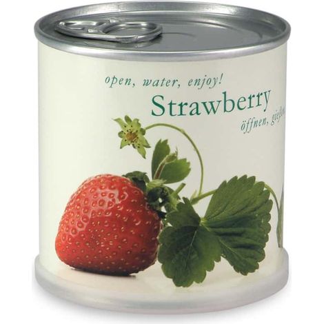Fraises à faire pousser en boite