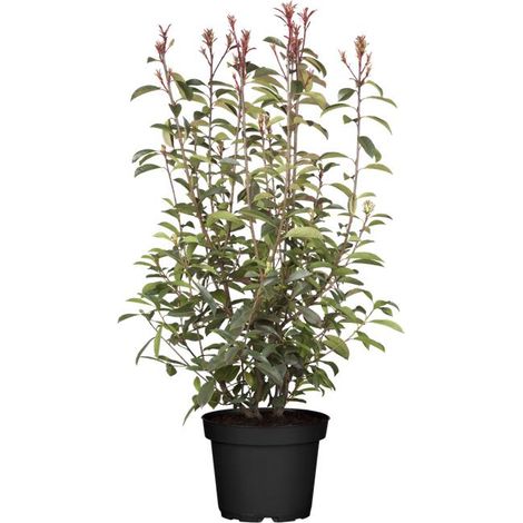 Glanzmispel 'Little Red Robin' Photinia fraseri 'Little Red Robin' 5L 30- 40