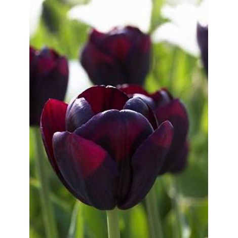 Tulipe triomphe 'Ronaldo' Bulbe calibre 12+ (par 10) (1/2)