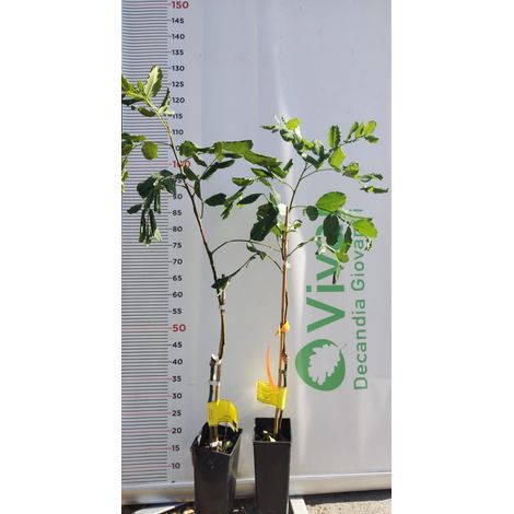 PIANTA DI CARRUBO INNESTATA VARIETA' RAMILLETE ERMAFRODITA IN VASO (foto reale)