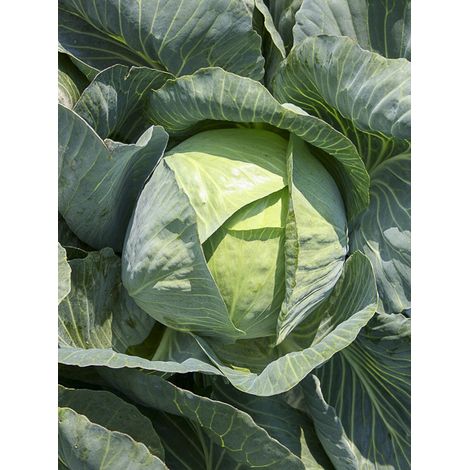 Chou cabus, Chou pommé 'Nantais Hâtif' le sachet de 400 graines (2g) (1/2)