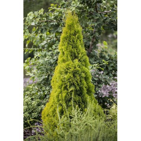 Lebensbaum 'Golden Smaragd'® Thuja occidentalis 'Golden Smaragd' -R- C 3 40- 60 (1/5)