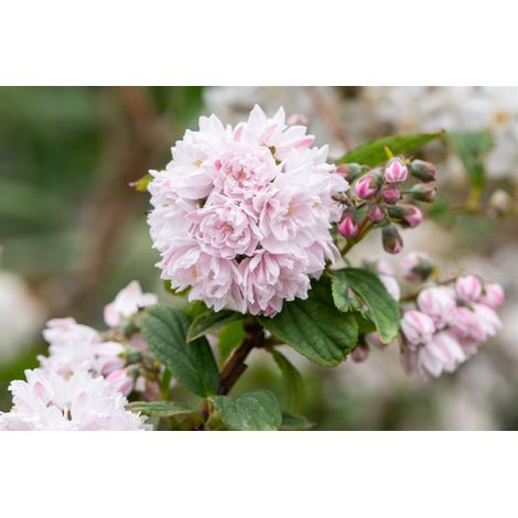 Sternchenstrauch 'Pink Pom-Pom' Deutzia hybrida 'Pink Pom-Pom' 7,5 L 60- 100 (1/3)