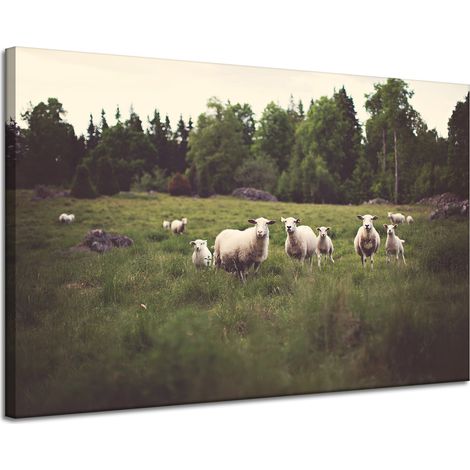 Leinwanddruck Natur Schafe auf der Weide 120x80