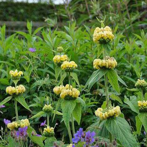 4 x Sauge de Jérusalem de Russel - Phlomis russeliana  - godet
