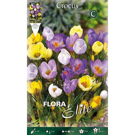 BULBI AUTUNNALI CROCUS SPECIES MIX CONFEZIONE DA 15 BULBI BULBS BULBES