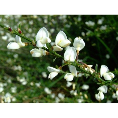 Planta de Cytisus Multiflorus - Escoba Blanca