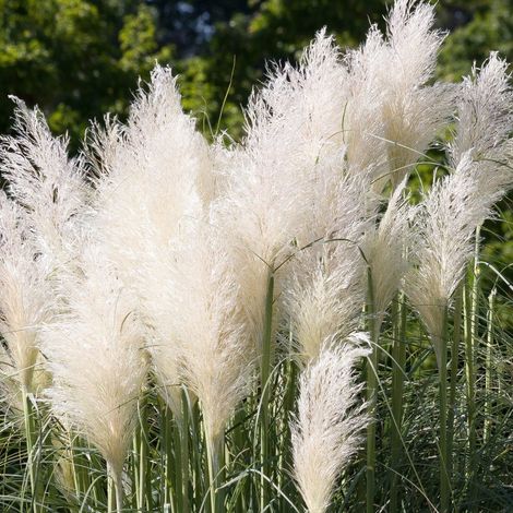 Cortaderia Selloana Bianca in vaso da 23cm
