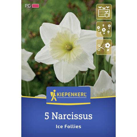 Kiepenkerl Herbstblumenzwiebel Großkronige Narzisse Ice Follies 5 Stück (1/2)