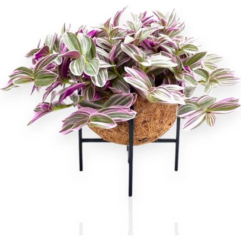 Gardenaria Tradescantia cerinthoides Sweetness - Pianta da interno ornamentale - Altezza: 20 cm (vaso 15) (1/5)