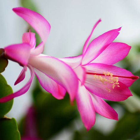 SCHLUMBERGERA ROSA CACTUS DI NATALE IN VASO 13CM (1/2)