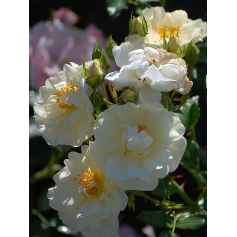Rosier couvre-sol 'Diamant' Pot de 3L/4L (1/2)