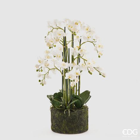 EDG Enzo De Gasperi Orchidea Phalaenopsis Real x12 con Zolla Artificiale H 90 Cm White