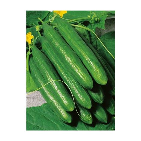 CONCOMBRE CROKDELIS HF1 - 15 GRAINES - graine