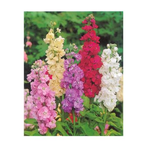 GIROFLEE PRECOCE DE NICE - 0.7 G - Fleur