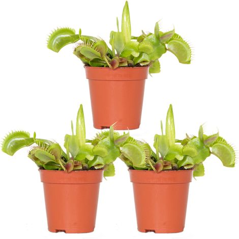 3x Dionaea Muscipula – Plante Carnivore – Facile d’entretien – ⌀6 cm – 05-10 cm
