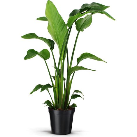 Gardenaria Strelitzia nicolai - Pianta da interno ornamentale - Altezza: 80/90 cm (vaso 24) (1/5)