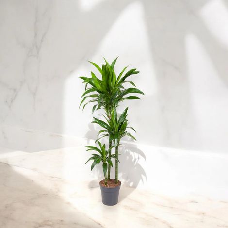 Gardenaria Dracaena fragrans 'Janet craig' - Pianta da interno ornamentale - Altezza: 100 cm (vaso 24)