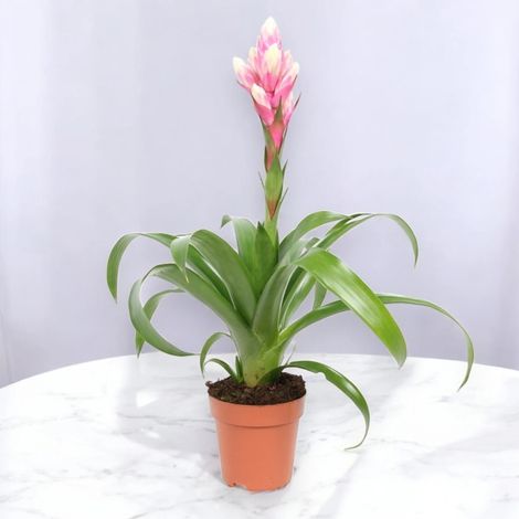 Gardenaria Guzmania 'Candy' - Pianta da interno ornamentale - Altezza: 50 cm (vaso 12) (1/5)
